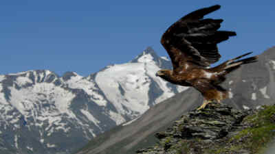 A golden eagle at take-off
