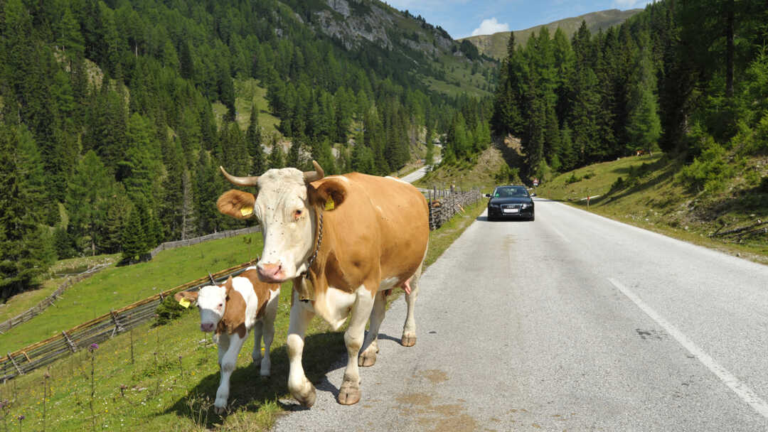 Mucche sulla strada